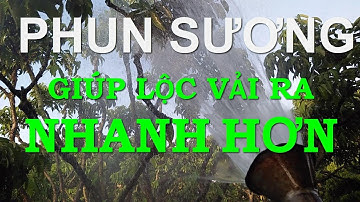 Kỹ thuật kích lộc vải ra nhanh trong những năm trời hanh, khô, giá, rét.