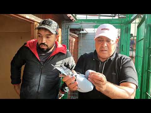 الجزء التالت لعندو اتولع ولمعندوش اتولع مع البطل الكبير ضميري احمد 18 10 2025