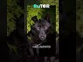 Чёрный волк показывает зубы 😤 Вот что значит уважение в стае! 🖤