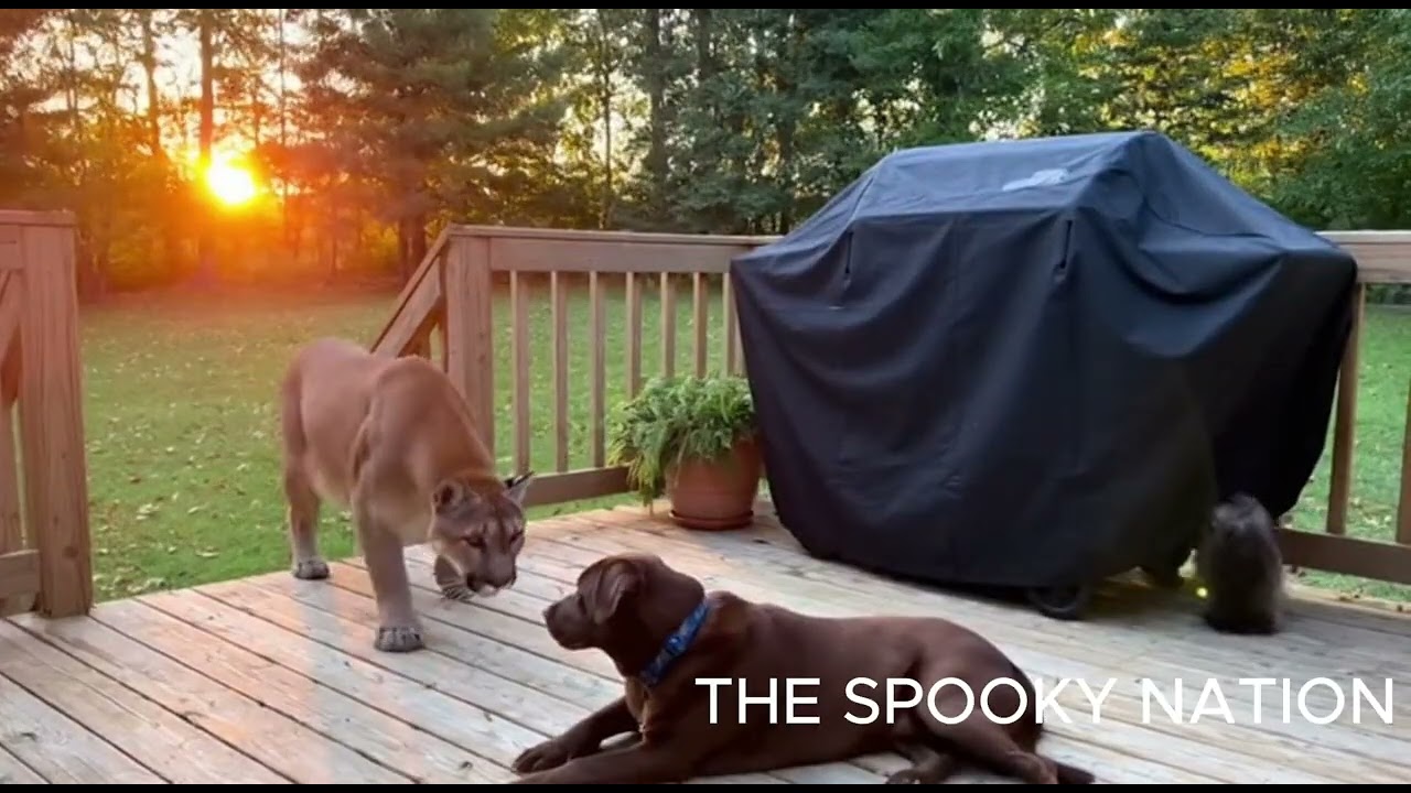 🐈 CCTV Brave Cat Saves His Dog Friend From Wild Animals Caught on Camera