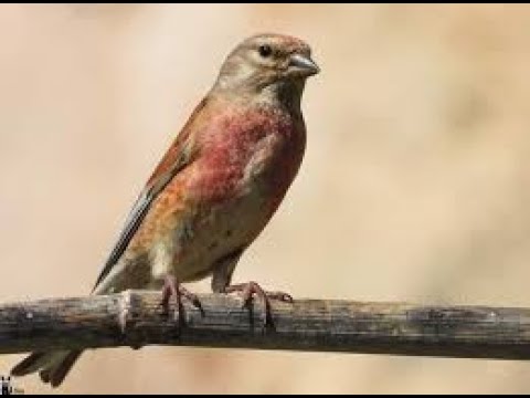 تغريد النينو بعد اعتياده على القفص