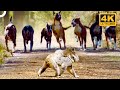 Wild dingo dogs chase a koala and her baby   4k animal documentary