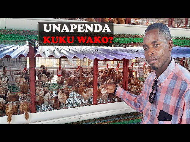 ECONOMY CHICKEN CAGE/keji YA KUFUGIA KUKU WA MAYAI 500 class=