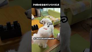 お尻の安定感が抜群すぎる愛犬　#グレートピレニーズ #greatpyrenees #大型犬 #大型犬のいる生活 #愛犬