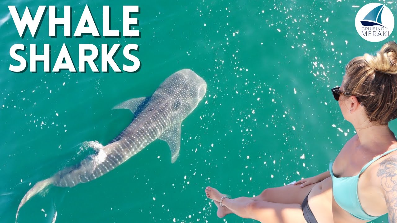 Meet our new Neighbours | Living with Whale Sharks | Ep 82