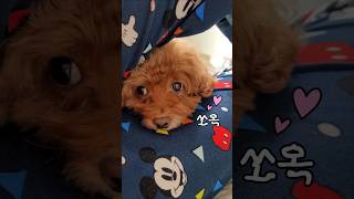 붙어있어야 사는 우리집 개딸