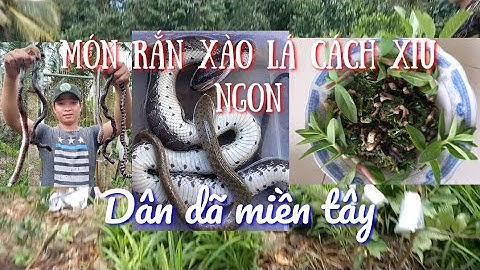 săn bắt và chế biến món"RẮN XÀO LÁ CÁCH" món ăn siêu ngon của người miền Tây