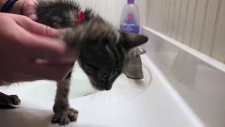 How to Give a Kitten a Bath! (Cute Kittens' First Bath)