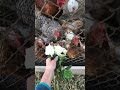 Flowers for chicks Day 4
