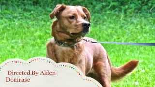 World Class Dog Kennels Pet Boarding Bloomington IL
