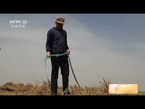 [中国三农报道]新疆昆玉：先养后植 荒漠种树成活率高|农业致富经 Agriculture And Farming