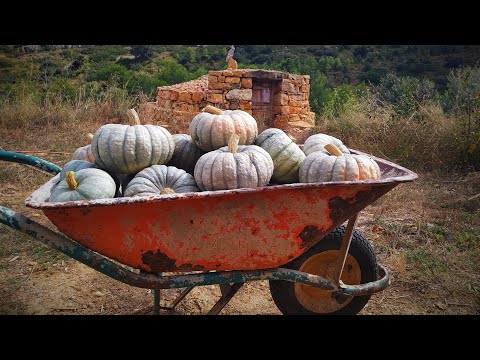 Video: Calabaza: cultivo y cuidado en los suburbios, en Siberia, en los Urales