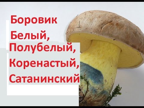 Боровики ложные и съедобные. Различия. Сатанинский гриб, полубелый, дубовик, белый гриб