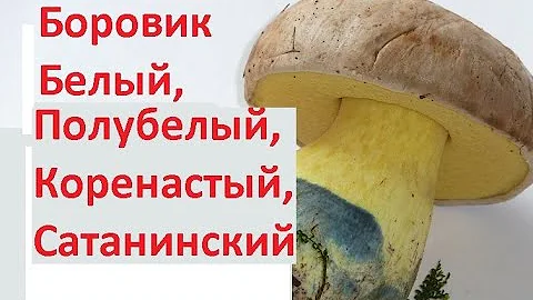 Боровики ложные и съедобные. Различия. Сатанинский гриб, полубелый, дубовик, белый гриб