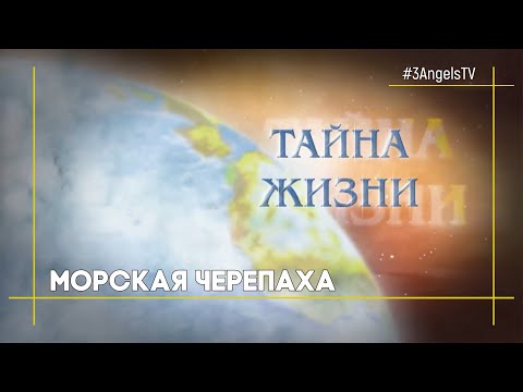 Морская черепаха | Тайна жизни