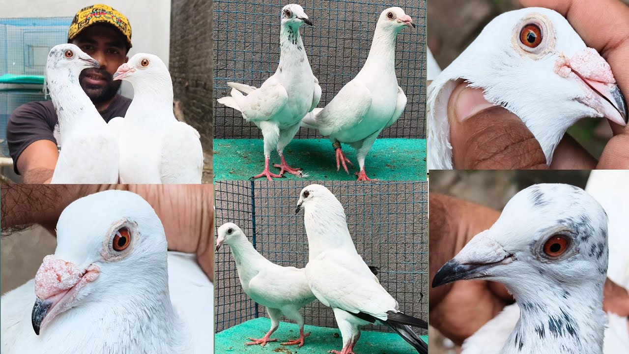 Chennai Fullseia o Kalduma 2 Pair YouTube Sell Vedio? YouTube Blogs @ pigoen 