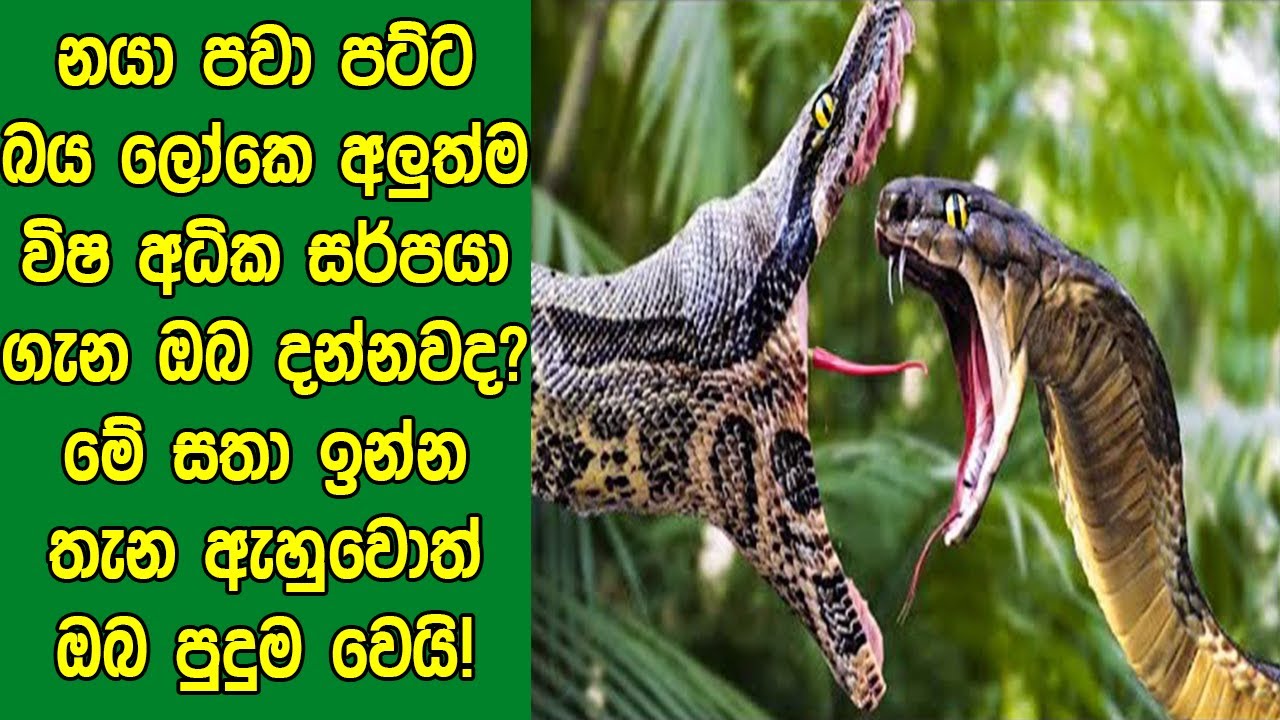 නයා පවා පට්ට බය ලෝකෙ අලුත්ම විෂ අධික සර්පයා ගැන ඔබ දන්නවද? මේ සතා ඉන්න තැන ඇහුවොත් ඔබ පුදුම වෙයි!