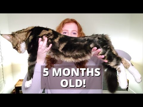 Things to Buy Before Getting a Maine Coon Kitten 