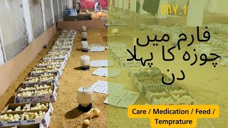 DAY 1st  NEW CHICK CARE / MEDICATION / FEED / FARM TEMPRATURE. POULTRY FARMING IN PAKISTAN