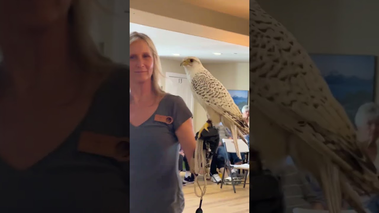 Raptors from Brighton Colorado 2   -  Applewood Our House Assisted Living Memory Care