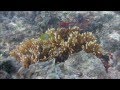 Mergulho em Abrolhos, Brasil - Diving in Abrolhos, Brazil - Outubro 2013 - Canon S100 HD 1080p