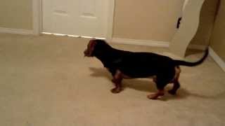 Basset Hound / Dachshund mix barks at his reflection