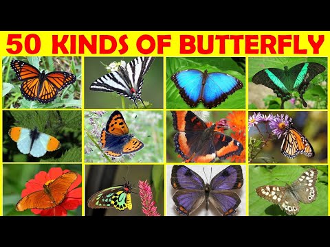 Video: Butterfly breeds: names, description, photo