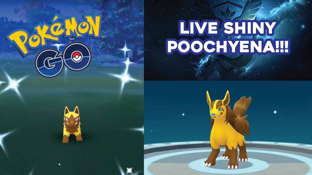 images Shiny Mightyena Evolution live shiny poochyena in pokemon go shiny mightyena