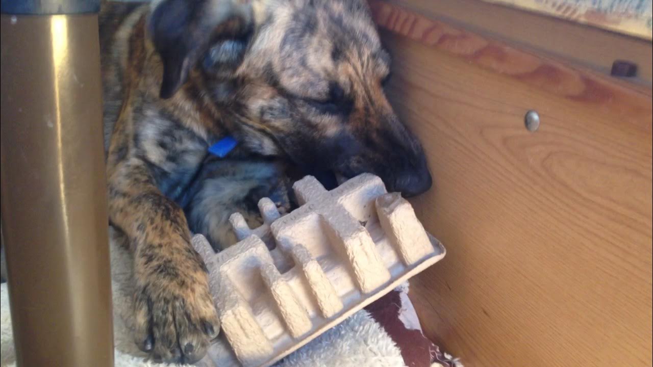 Hund knabbert am Karton YouTube