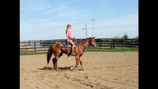 AQHA CHESTNUT WESTERN PLEASURE GELDING, BEEN SHOWN, GENTLE, NICE HORSE