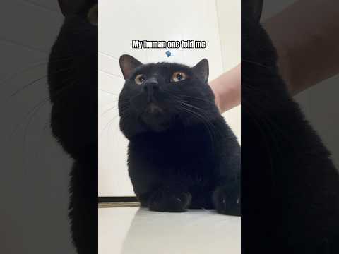 My Human Once Told Me Funny Pets Catshorts Cat Youtubeshorts Cute Cutecat Foryou Petlover