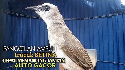 Trucuk BETINA memanggil Jantan Suara Birahi Ngecuplik 100% pancingan trucukan gacor agar BUNYI EMOSI