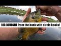 Catching Bluegill from the bank with light wire circle hooks!