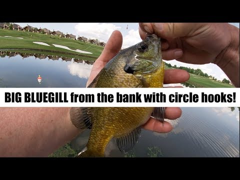 Catching Bluegill from the bank with light wire circle hooks