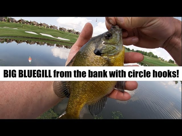How to catch topwater bass using a weedless KABOOM lure! 