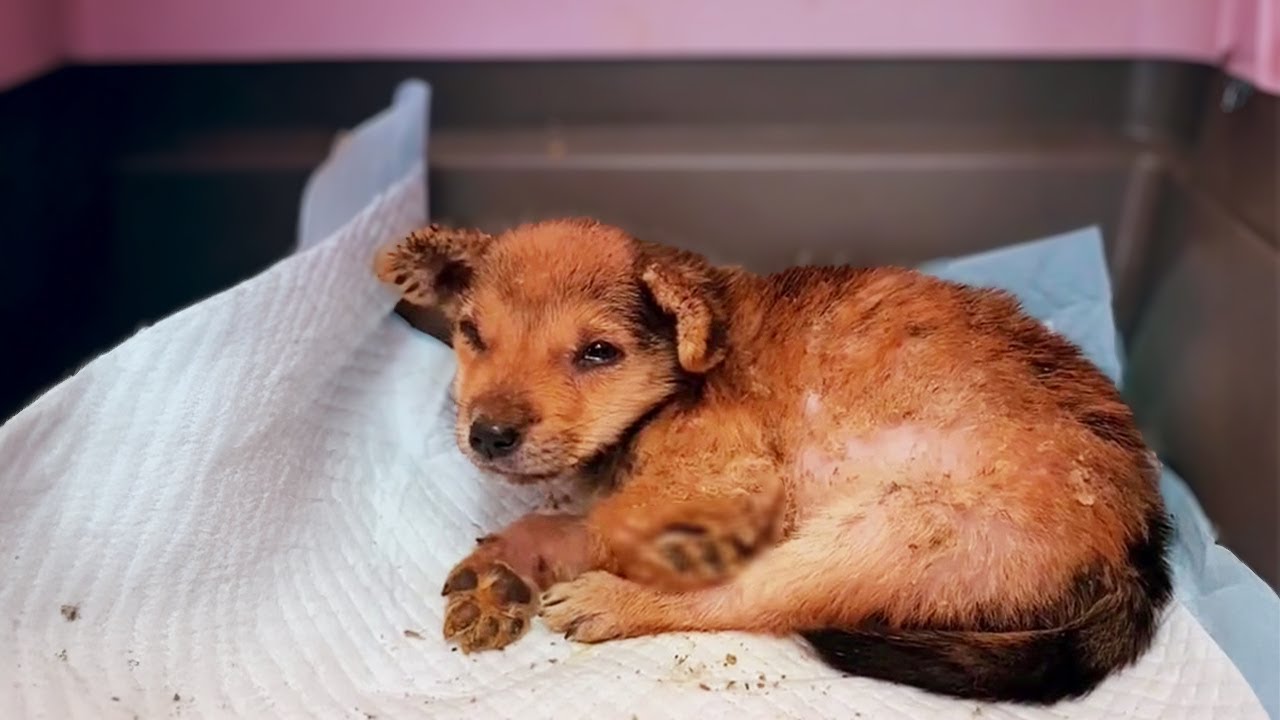 Only 1.5 Months Old, Abandoned After a Trend — Her Condition ...