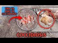 Tiba Za Asili Ugojwa Wa Coccidiosis Kuku Kuhara Damu Nyekundu Tiba Za Asili Ugojwa Wa Coccidiosis Kuku Kuhara Damu Nyekundu