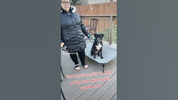 *low level e collar for dog and owner confidence and communication*