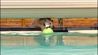 Пума Месси спасает свою игрушку из бассейна! Настоящий кот-спасатель!