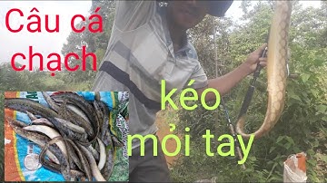 Câu cá chạch đầu mùa mưa.tập 1: cá ăn liên tục.Nguyễn Phương Fhishing