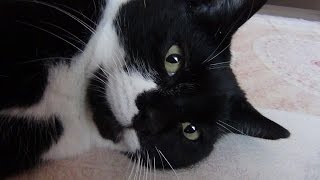 Кот Вася болеет. Кот Вася болеет.