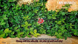 [Vietsub+Lyrics] Memories by Conan Gray