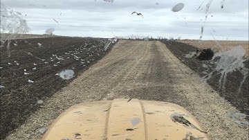 Chisel plowing with seagulls