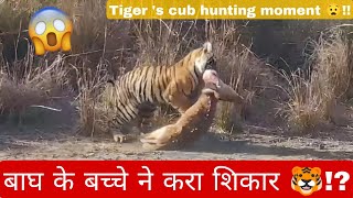 मां ने सिखाया बच्चे को शिकार करना 😍!!AMAZING MOMENTS OF TIGER 🐯 IN RANTHAMBORE NATIONAL PARK !!   💚