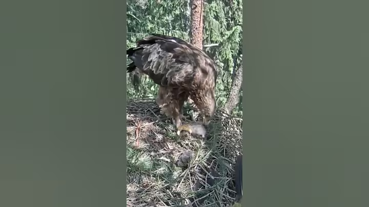 P#460- Review mother birds brings food to feed her babies in the nest, baby birds life #birdslover