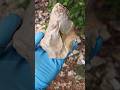 Paleolithic bone crusher #shorts #ancientsignsoflife #artifacts #arrowheads #rocks #1m