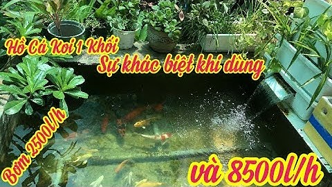 Hồ Cá Koi 1 Khối Sử Dụng Bơm 2500l/h - Sự Khác Biệt Lớn Khi Tăng Bơm 8500l/h.Hồ Em Khum Ở Sóc Trăng.