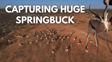 Insane Springbuck Capture - De Aar, Northern Cape
