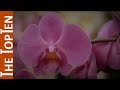 The top ten most beautiful orchids in the world