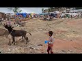 waow amazing donkey mating with small donkey